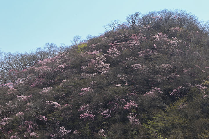 アカヤシオ