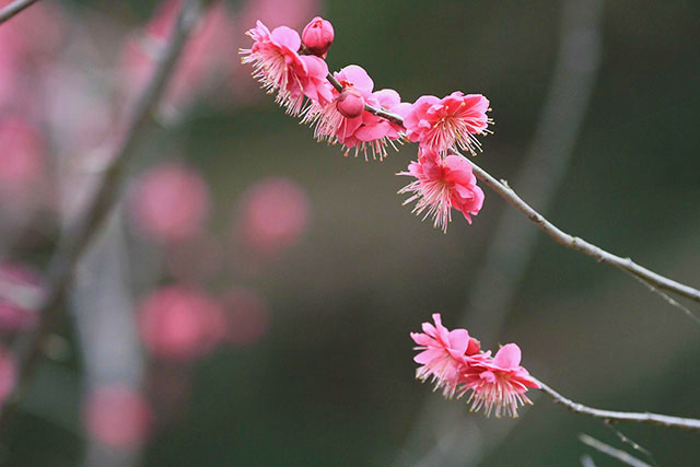 紅梅