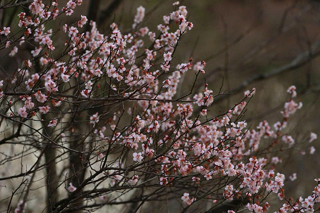 桜のような梅