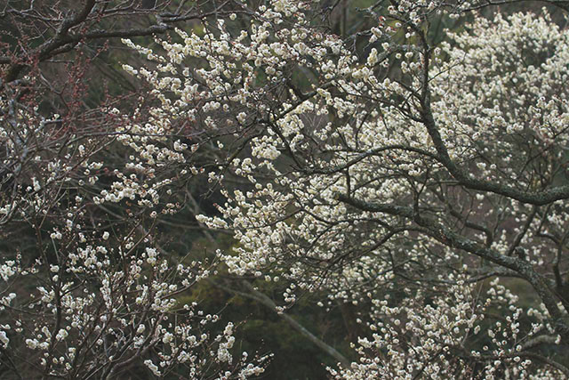 白梅