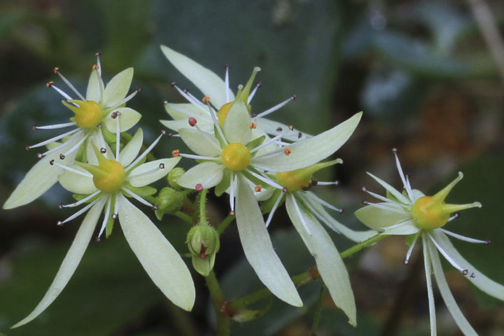 ダイモンジソウ白花