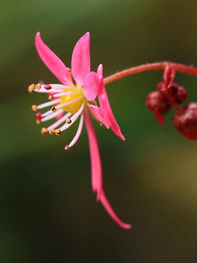 紅花ダイモンジソウ