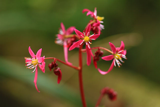 紅花ダイモンジソウ