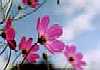 ƒRƒXƒ‚ƒX