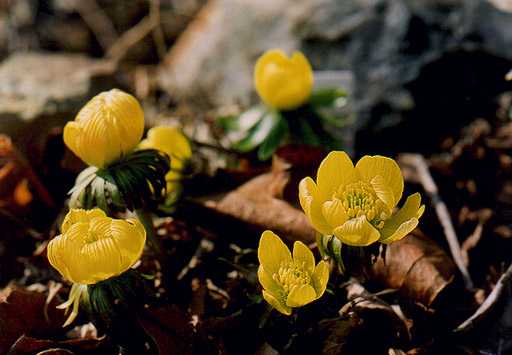 黄花節分草 キバナセツブンソウ 四季の山野草 早春