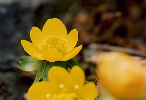 黄花節分草 キバナセツブンソウ 四季の山野草 早春