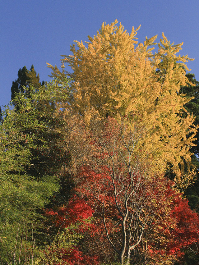 益子の紅葉