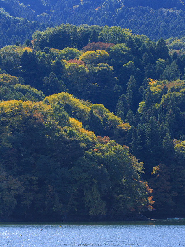 相模湖の紅葉