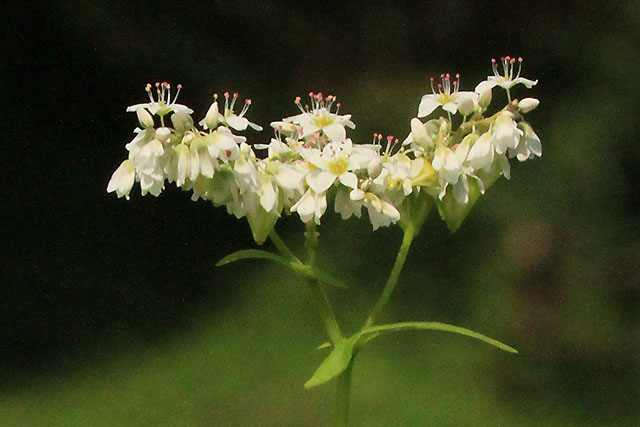 ソバの花
