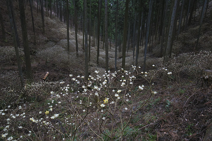 焼森山のミツマタ