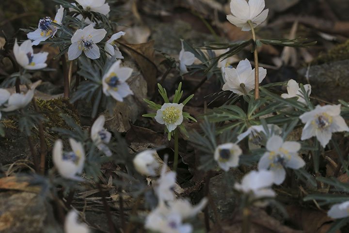 白花セツブンソウ