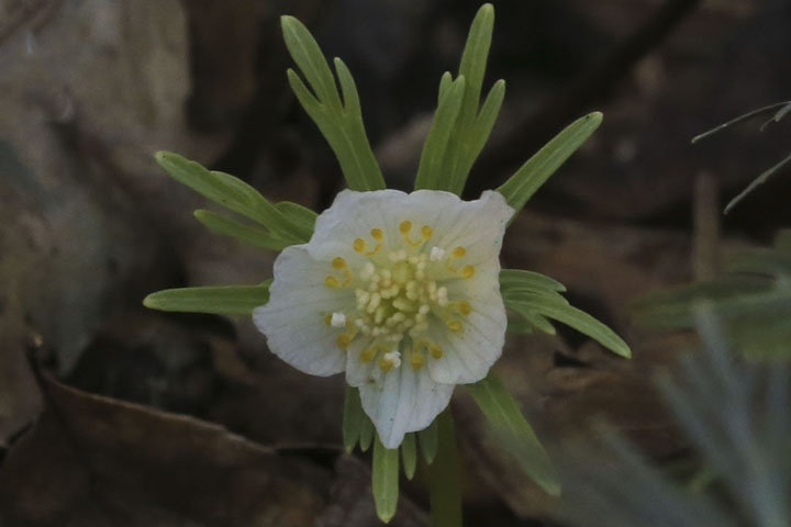白花セツブンソウ