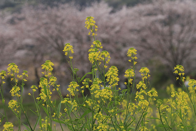 ナノハナと桜