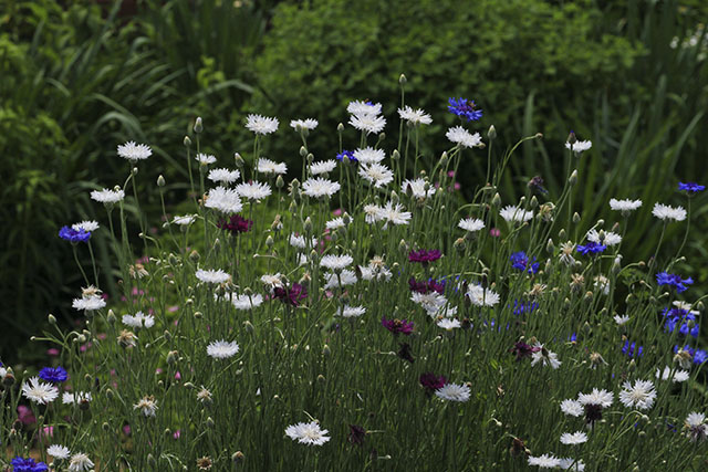 ヤグルマギク白花