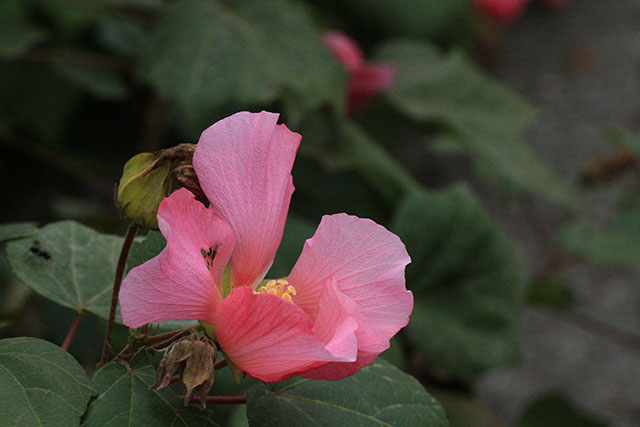 フヨウの花