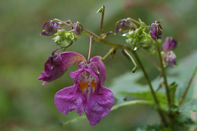 ツリフネソウの花