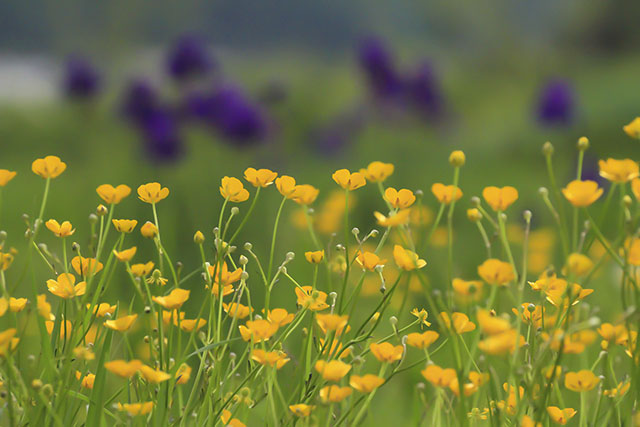 キンポウゲ 花之江の郷 四季の山野草