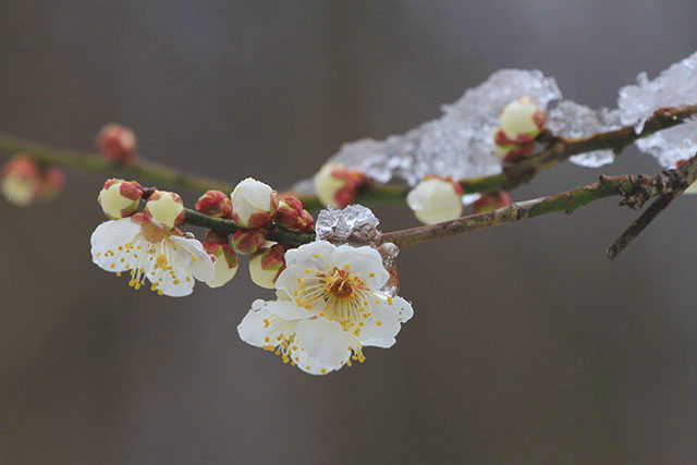 雪と梅