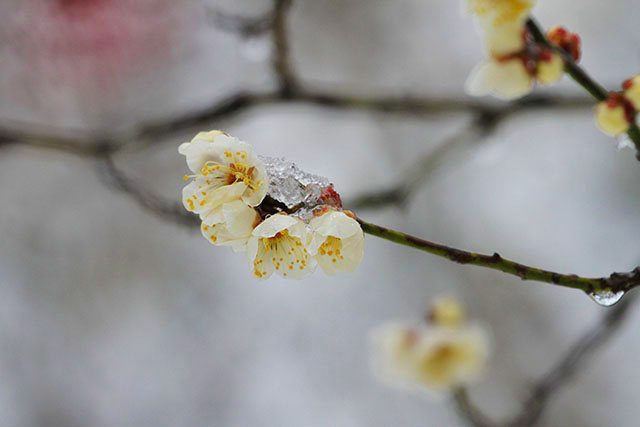 雪と梅
