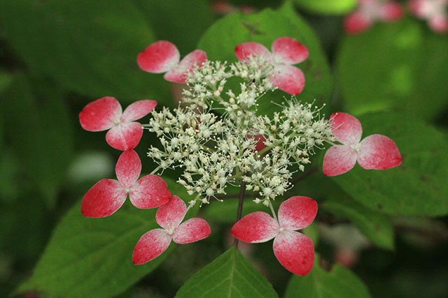 山紫陽花