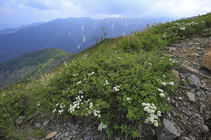イワシモツケと山岳風景