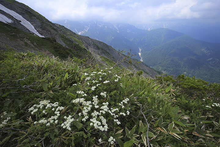 イワシモツケと山岳風景