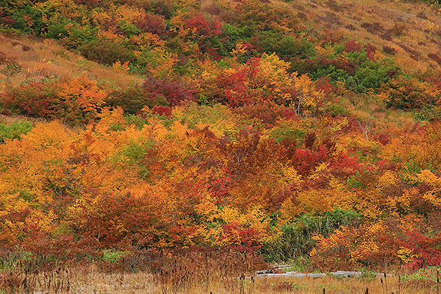 鎌池湿原の紅葉