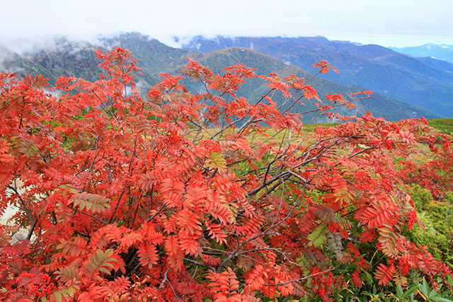 ナナカマドの紅葉
