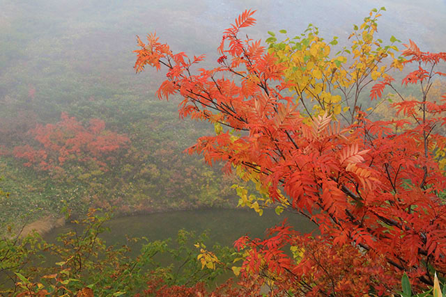 八方池の紅葉