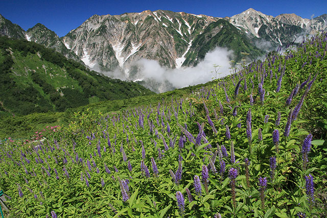クガイソウと白馬連山