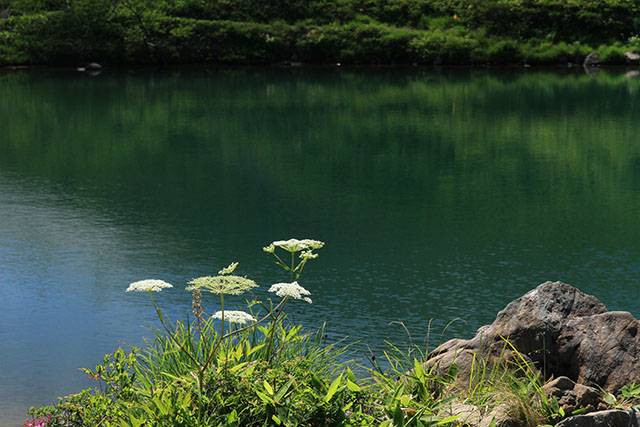 八方池のミヤマトウキ