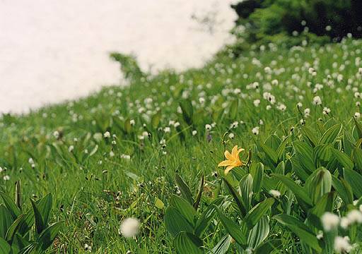 雪渓とワタスゲ