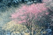 2010NA쎩Rɍ炭g~