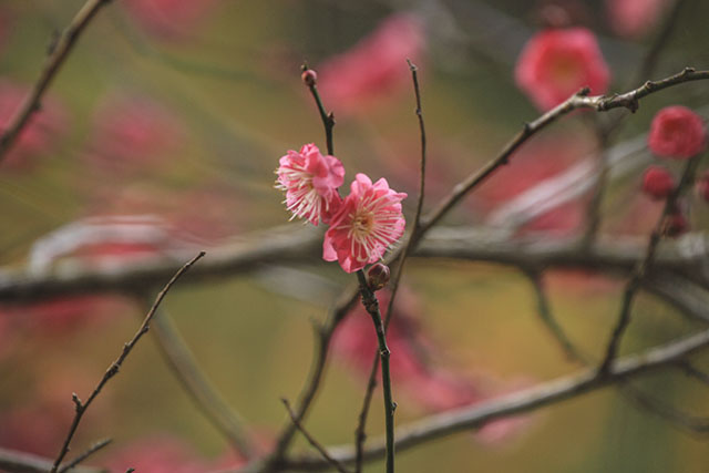 紅梅