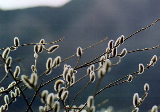 四季の山野草図鑑 ヤナギ科