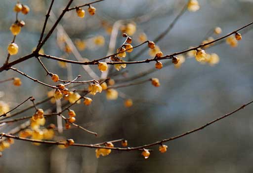 ソシンロウバイの芽生え