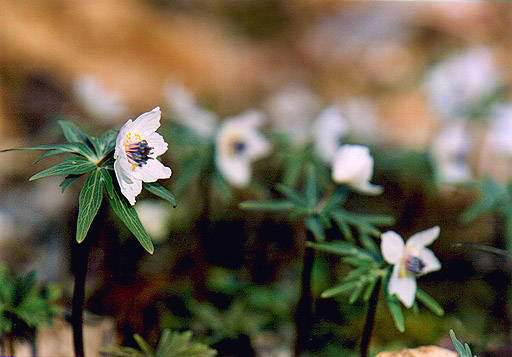 四季の山野草図鑑 節分草 セツブンソウ