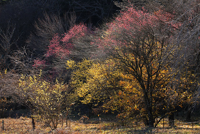 紅梅とソシンロウバイ