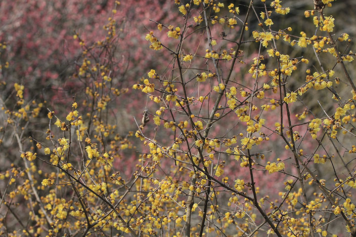 紅梅とソシンロウバイ