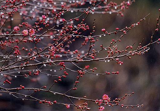 水の滴る紅梅の枝