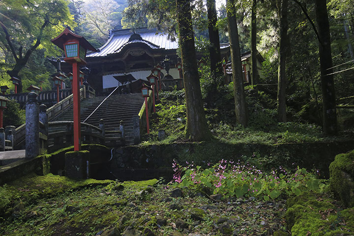 出流山満願寺のシュウカイドウ