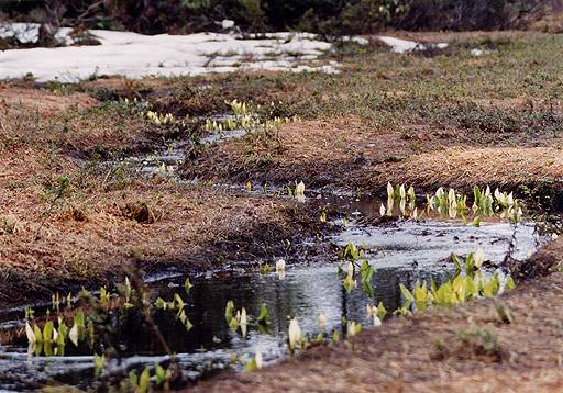 水芭蕉
