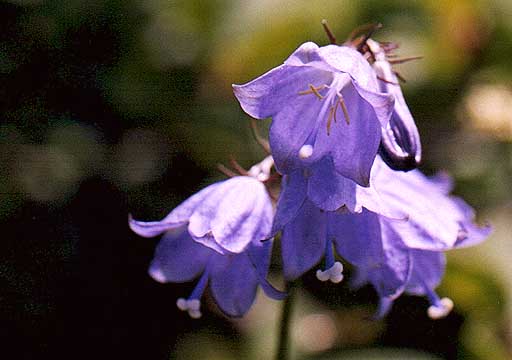 ツリガネニンジンの花