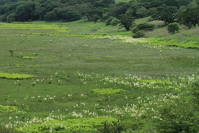 八島湿原のコバイケイソウ