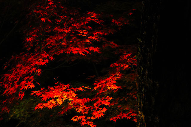 ライトアップ紅葉
