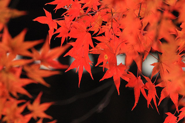 紅葉