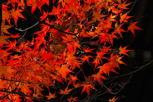 紅葉
