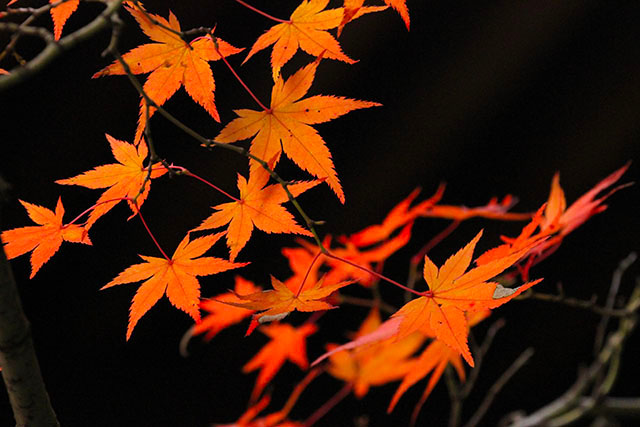 紅葉