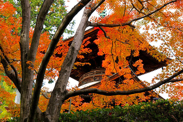 常寂光寺