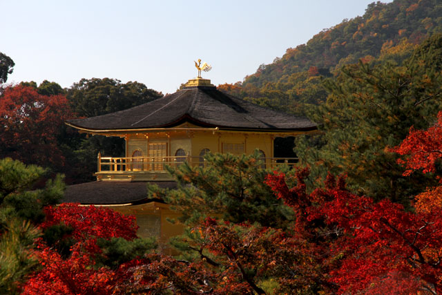 金閣寺紅葉